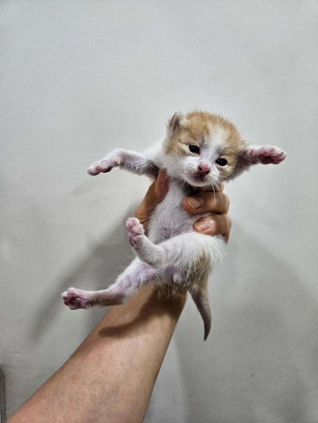 한국 고양이 보호중 사진