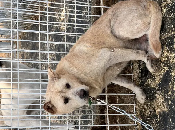믹스견 보호중 사진