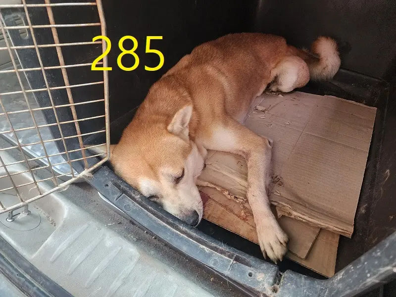 믹스견 보호중 사진