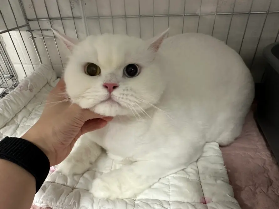 믹스묘 보호중 사진