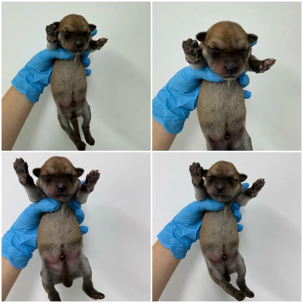 믹스견 보호중 사진