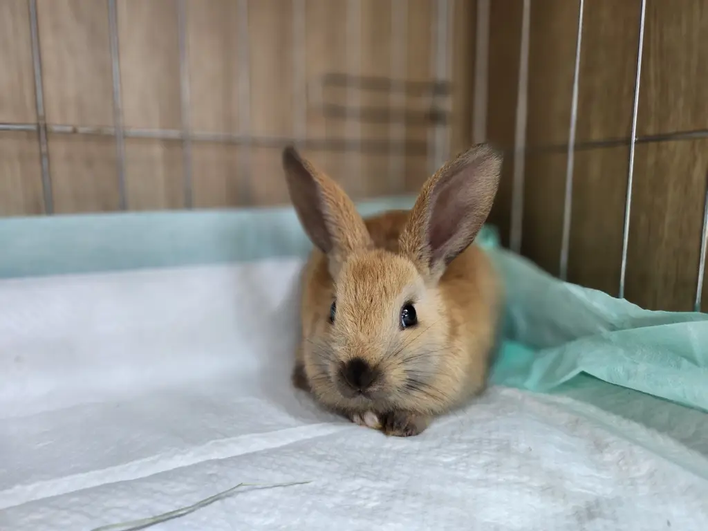 기타축종 보호중 사진