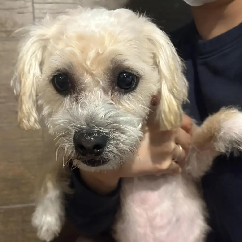 푸들 보호중 사진