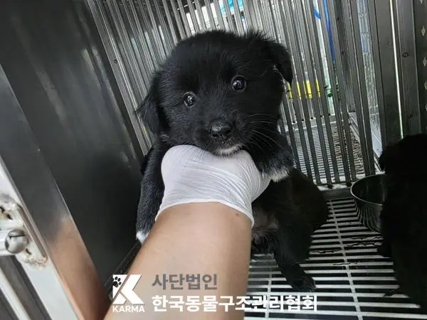 믹스견 보호중 사진