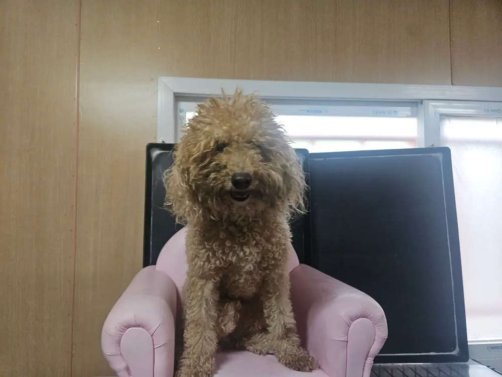 푸들 보호중 사진