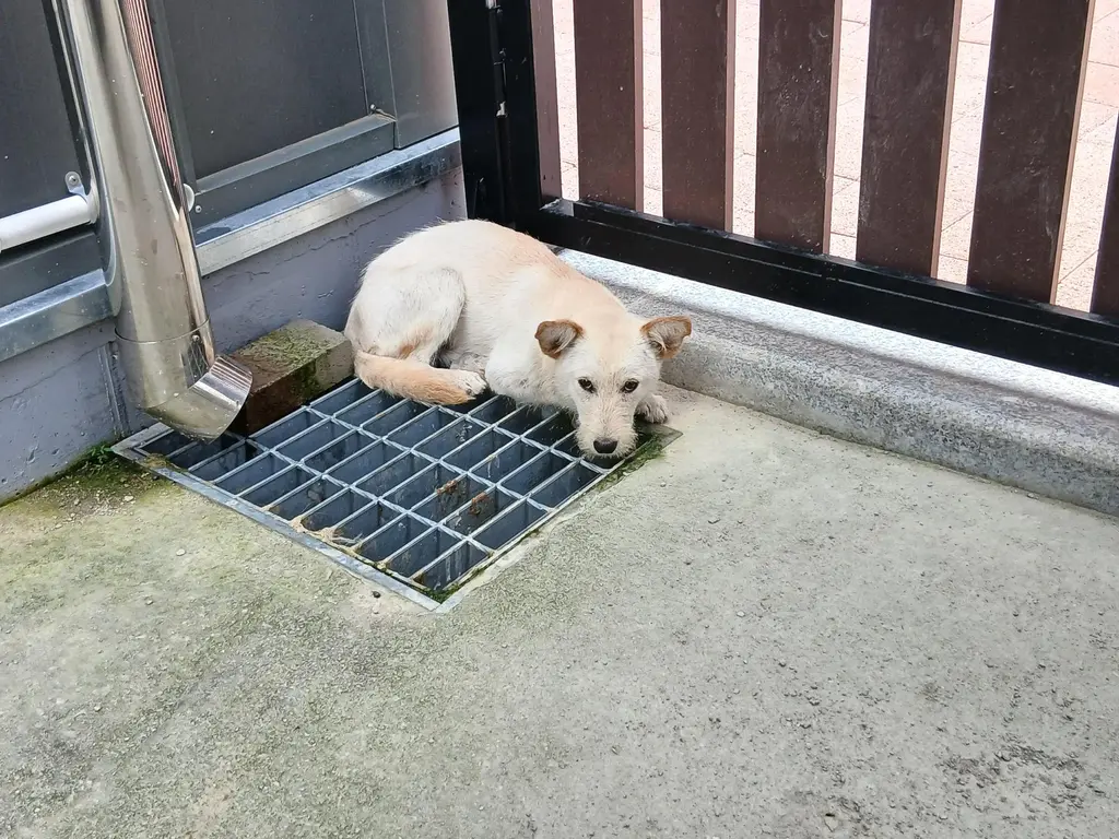 믹스견 보호중 사진