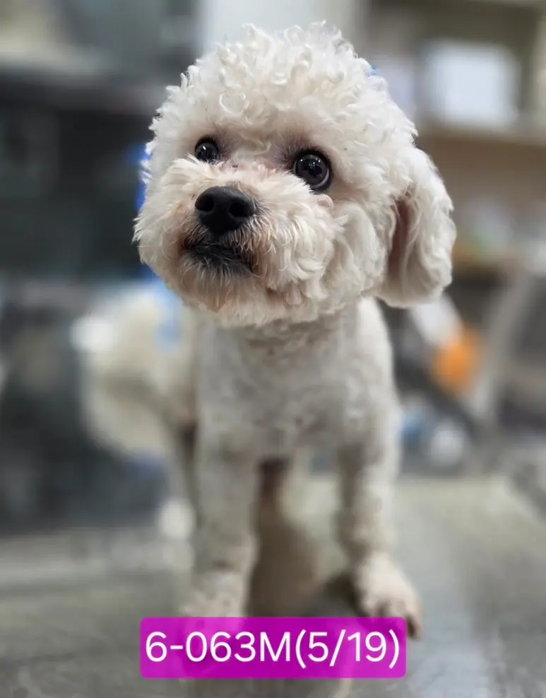 푸들 보호중 사진