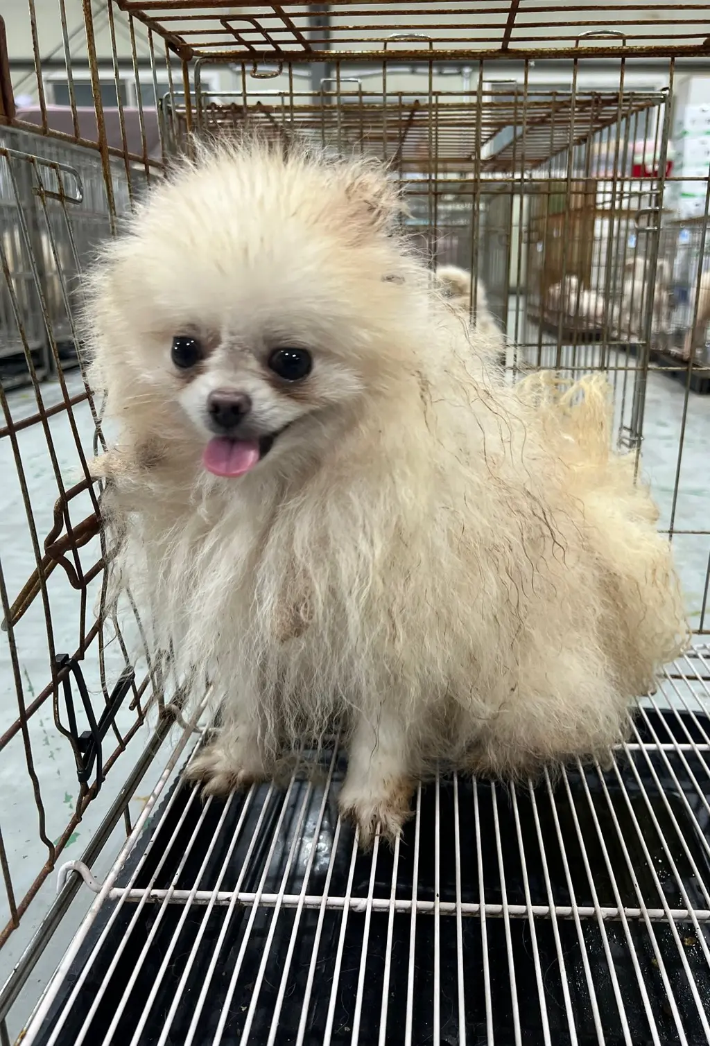 포메라니안 보호중 사진