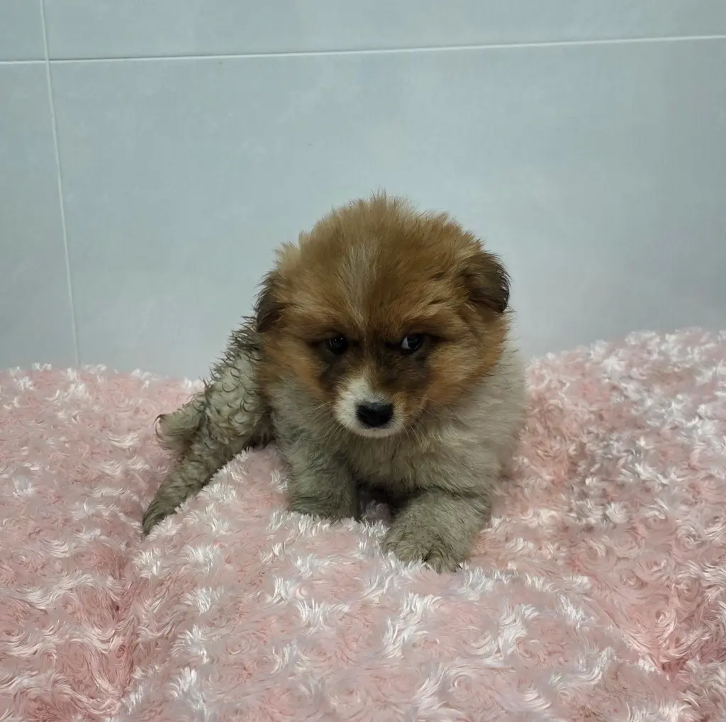 믹스견 보호중 사진