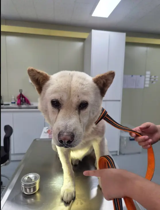 믹스견 보호중 사진