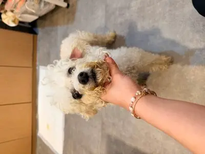 비숑 프리제 보호중 사진