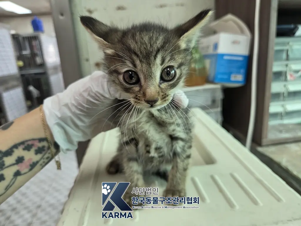 한국 고양이 보호중 사진