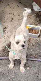 말티즈 보호중 사진
