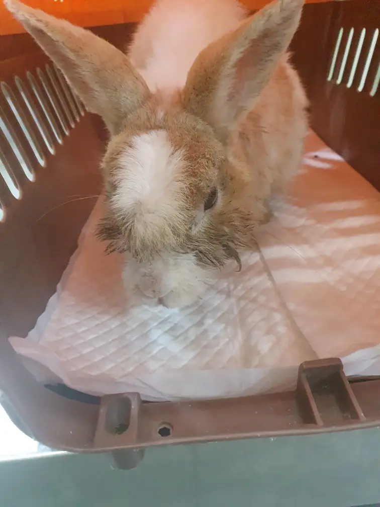 기타축종 보호중 사진