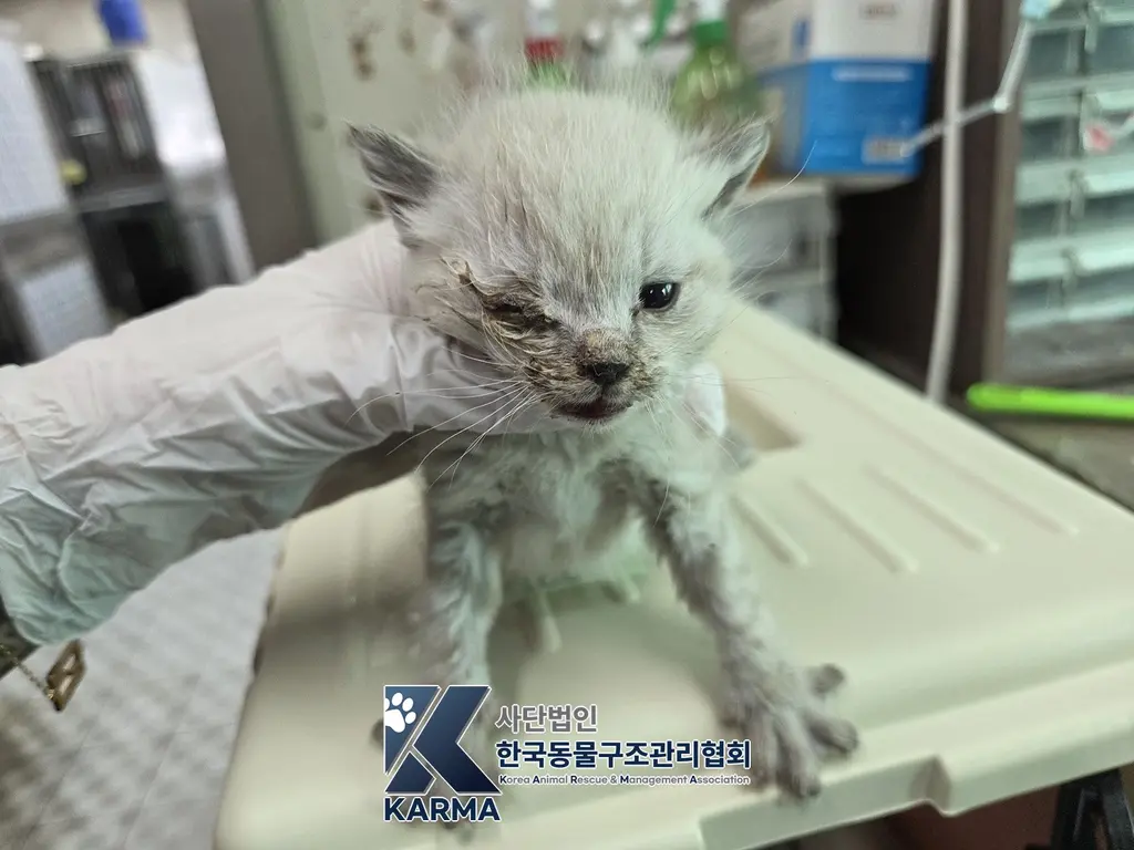 한국 고양이 보호중 사진