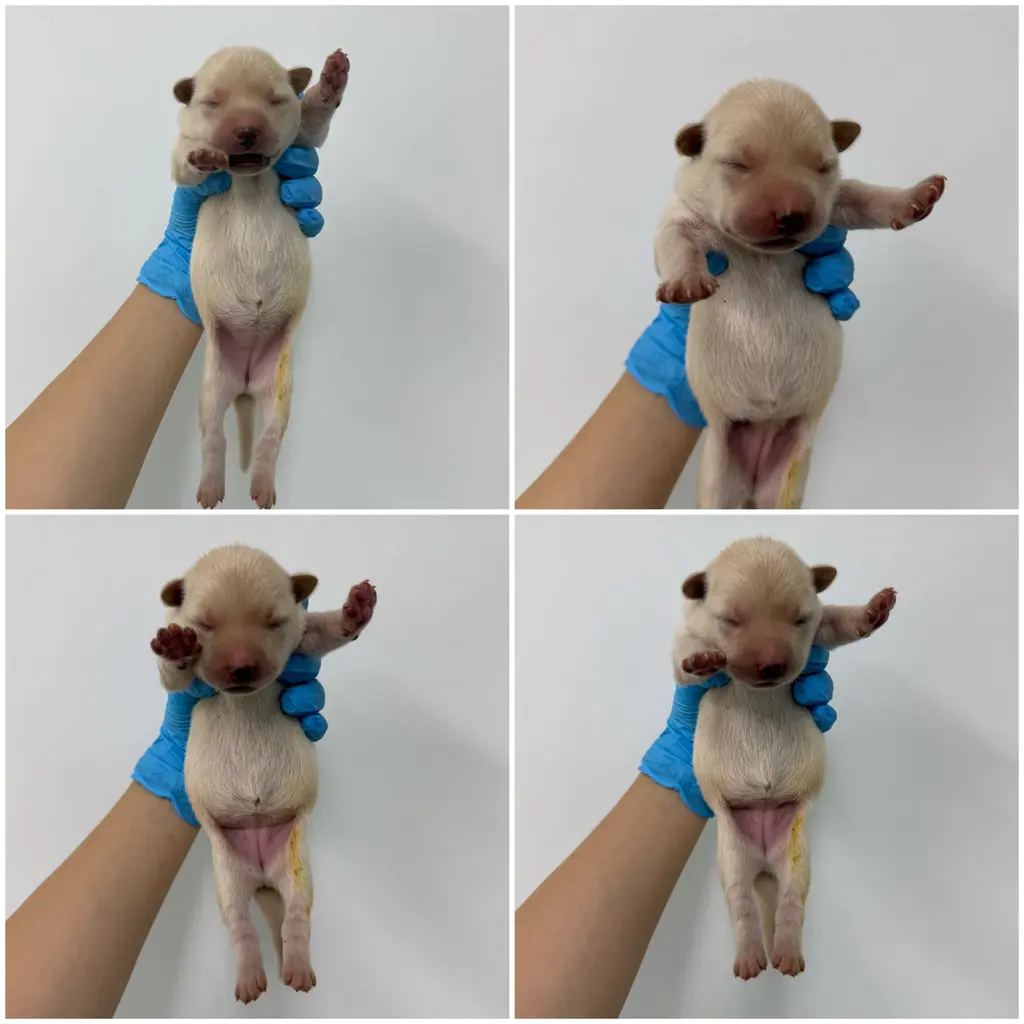 믹스견 보호중 사진