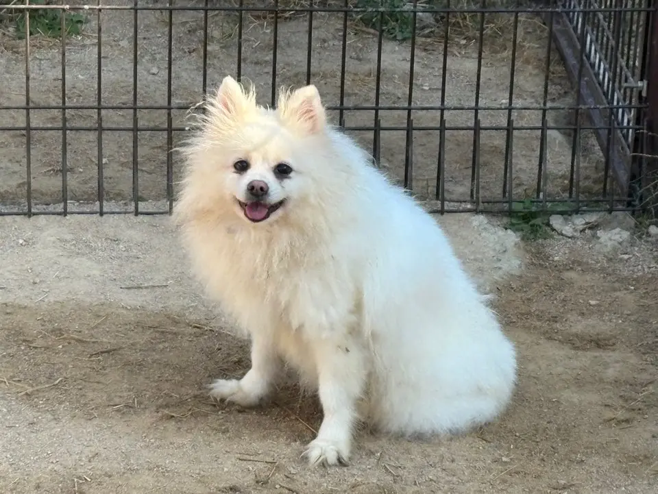 포메라니안 보호중 사진