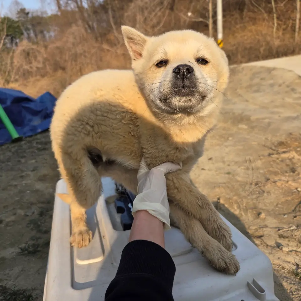 믹스견 보호중 사진