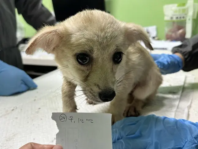 믹스견 보호중 사진
