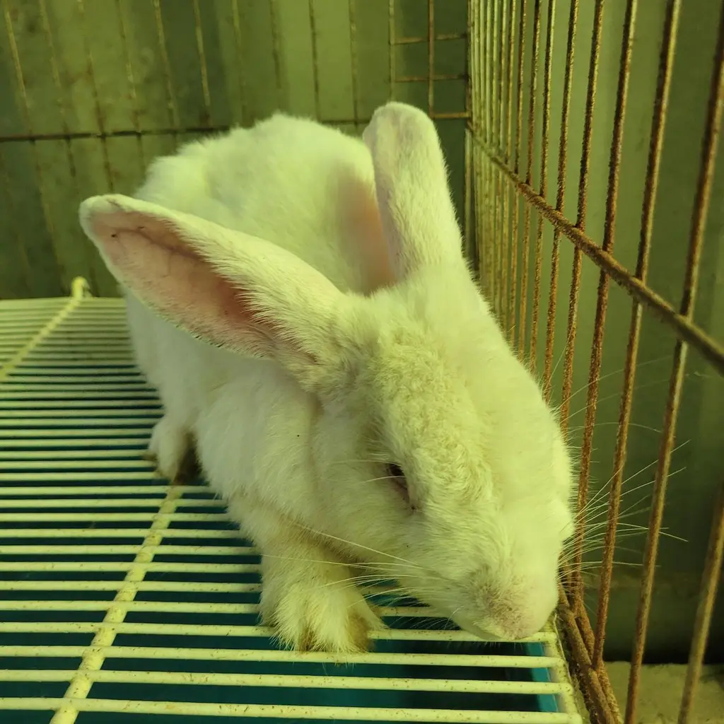 기타축종 보호중 사진