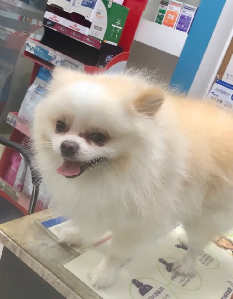 포메라니안 보호중 사진