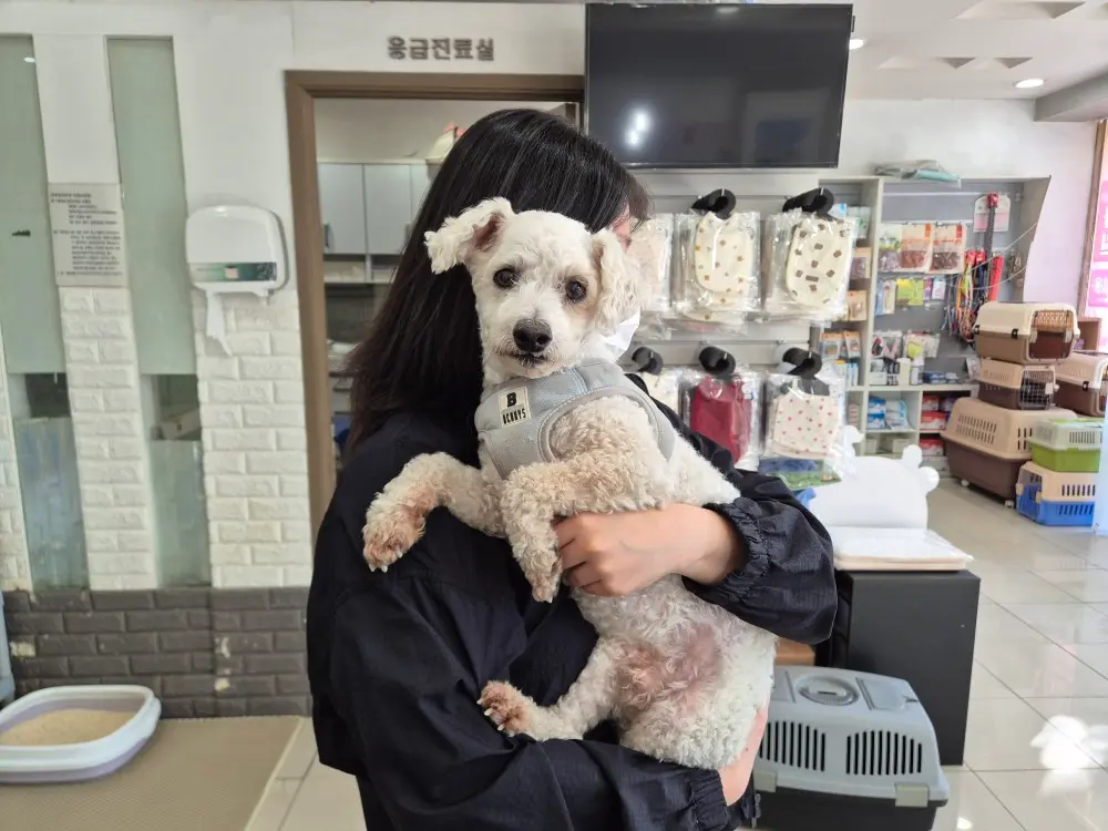 푸들 보호중 사진