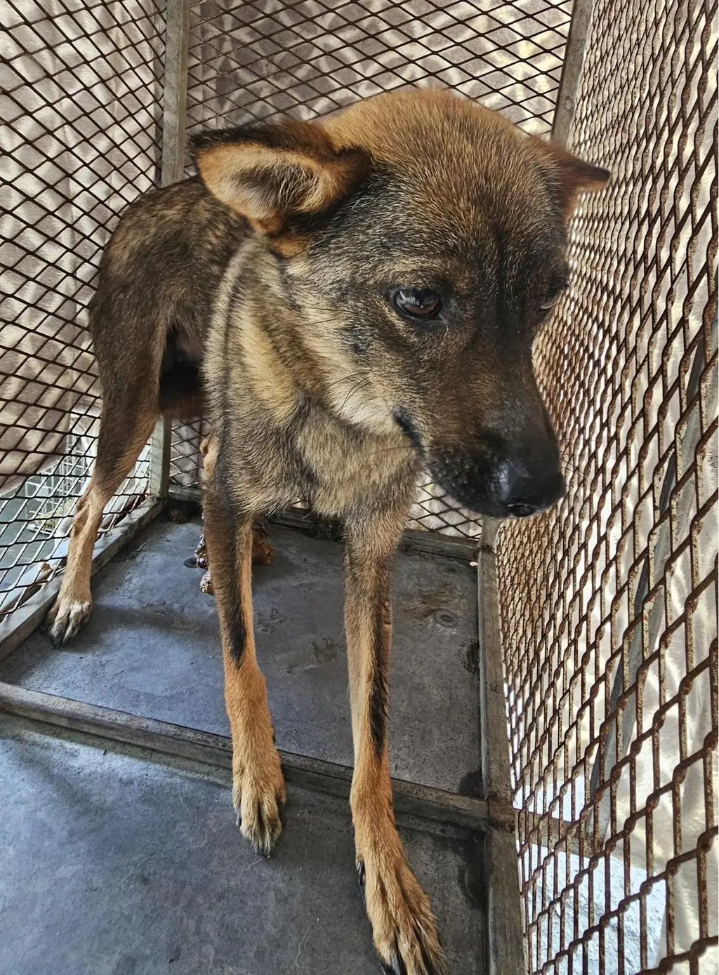 믹스견 보호중 사진