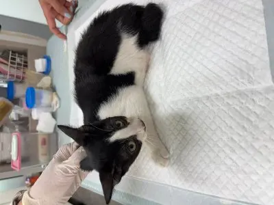 믹스묘 보호중 사진
