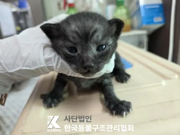 한국 고양이 보호중 사진