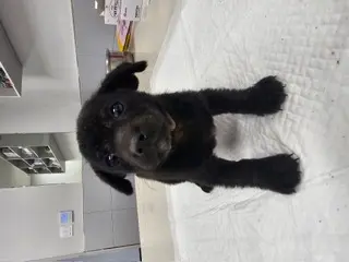 믹스견 보호중 사진
