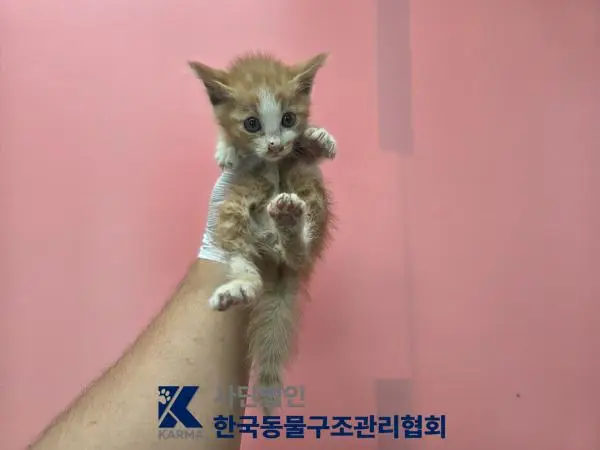 한국 고양이 보호중 사진