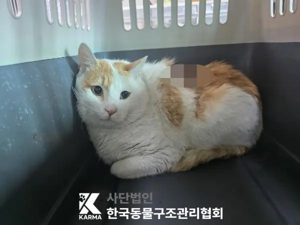 한국 고양이 보호중 사진