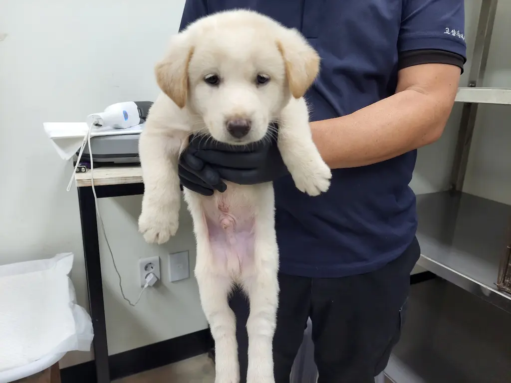 믹스견 보호중 사진