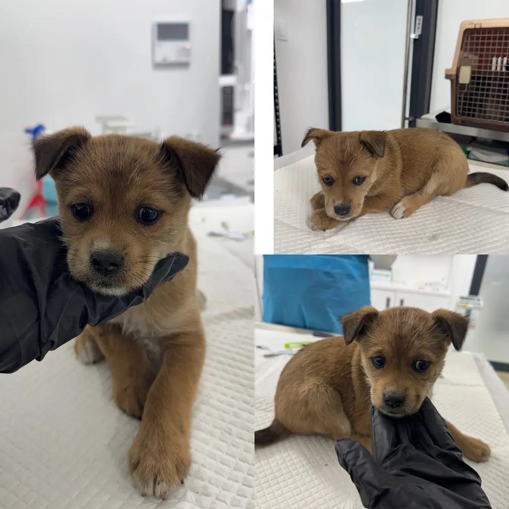 믹스견 보호중 사진