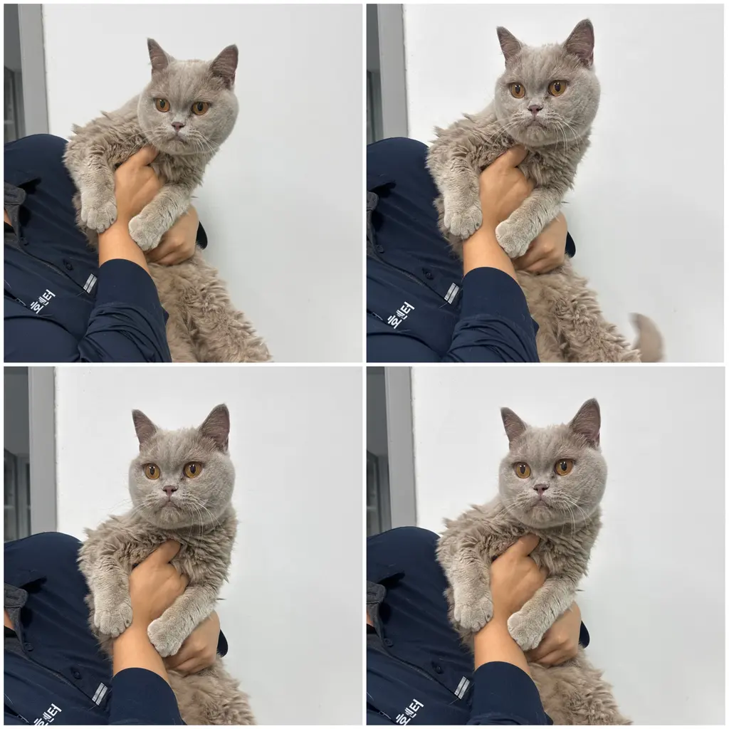 기타 보호중 사진