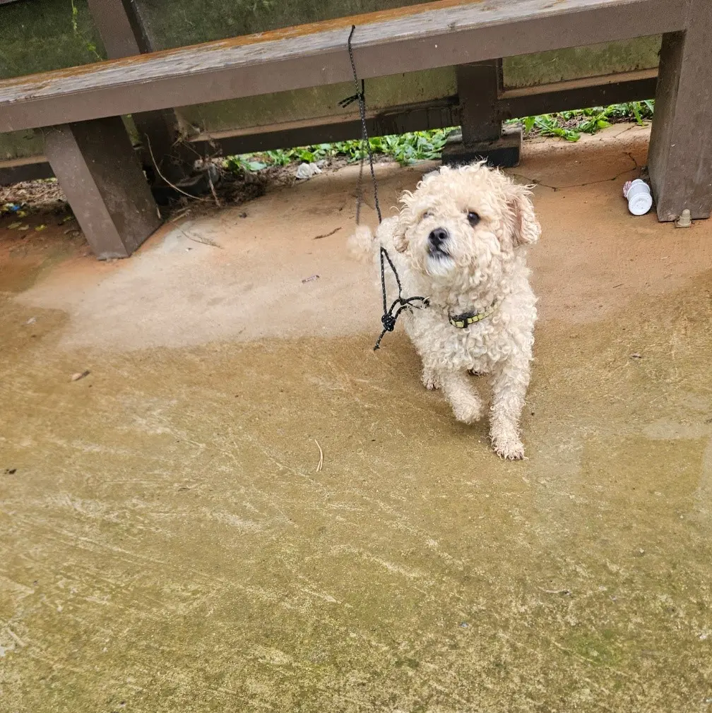 푸들 보호중 사진