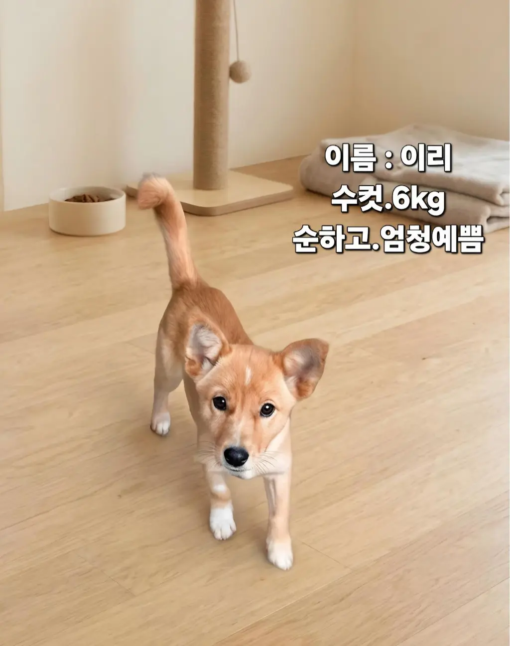 믹스견 보호중 사진