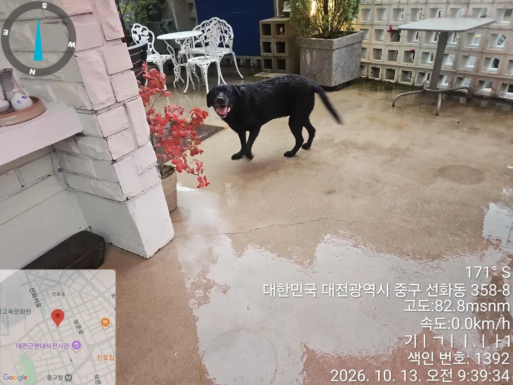 라브라도 리트리버 보호중 사진