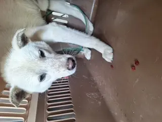 진도견 보호중 사진