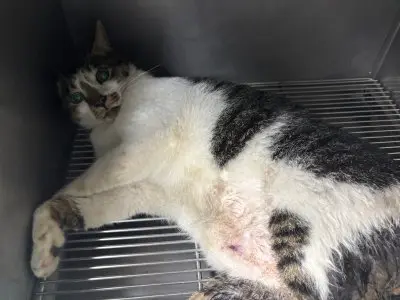 믹스묘 보호중 사진