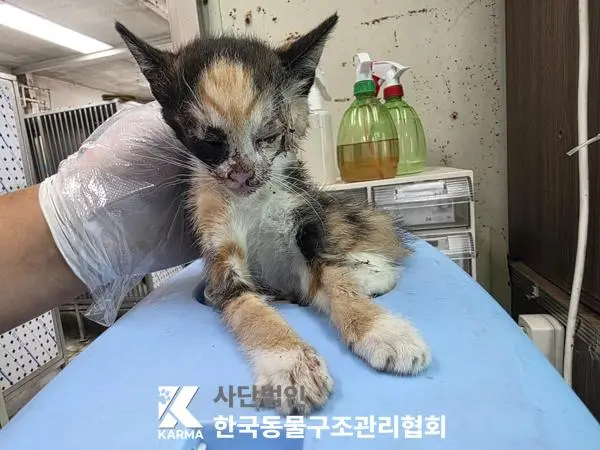 한국 고양이 보호중 사진
