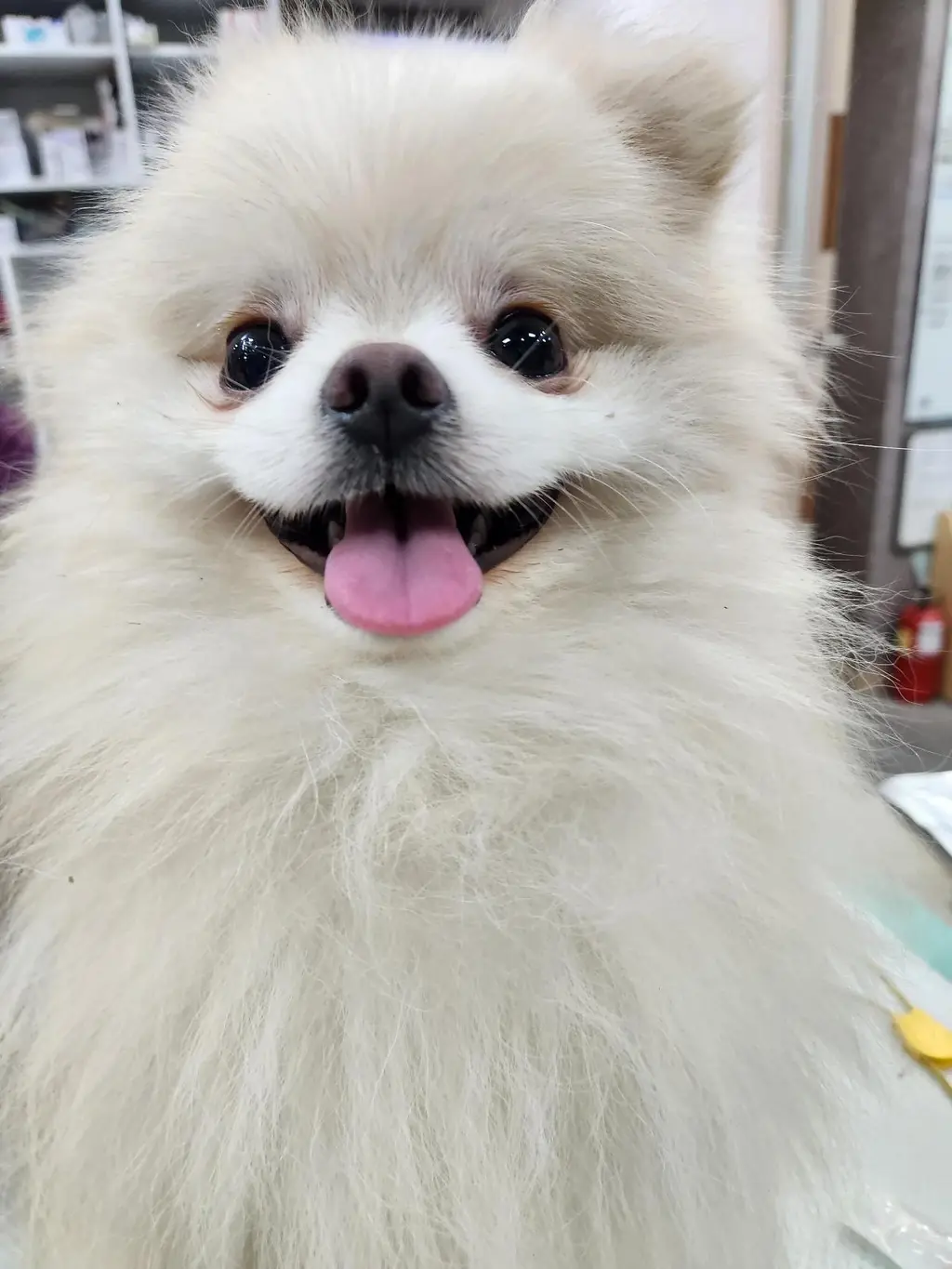 포메라니안 보호중 사진