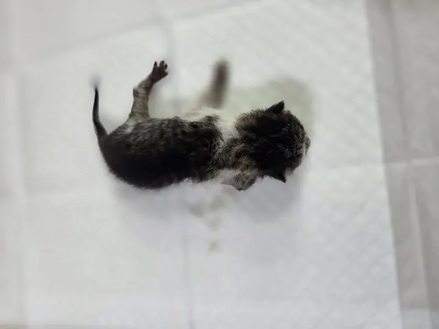 한국 고양이 보호중 사진