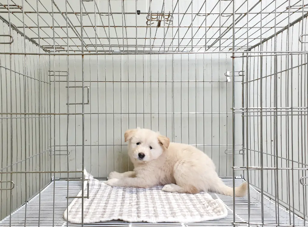 풍산견 보호중 사진