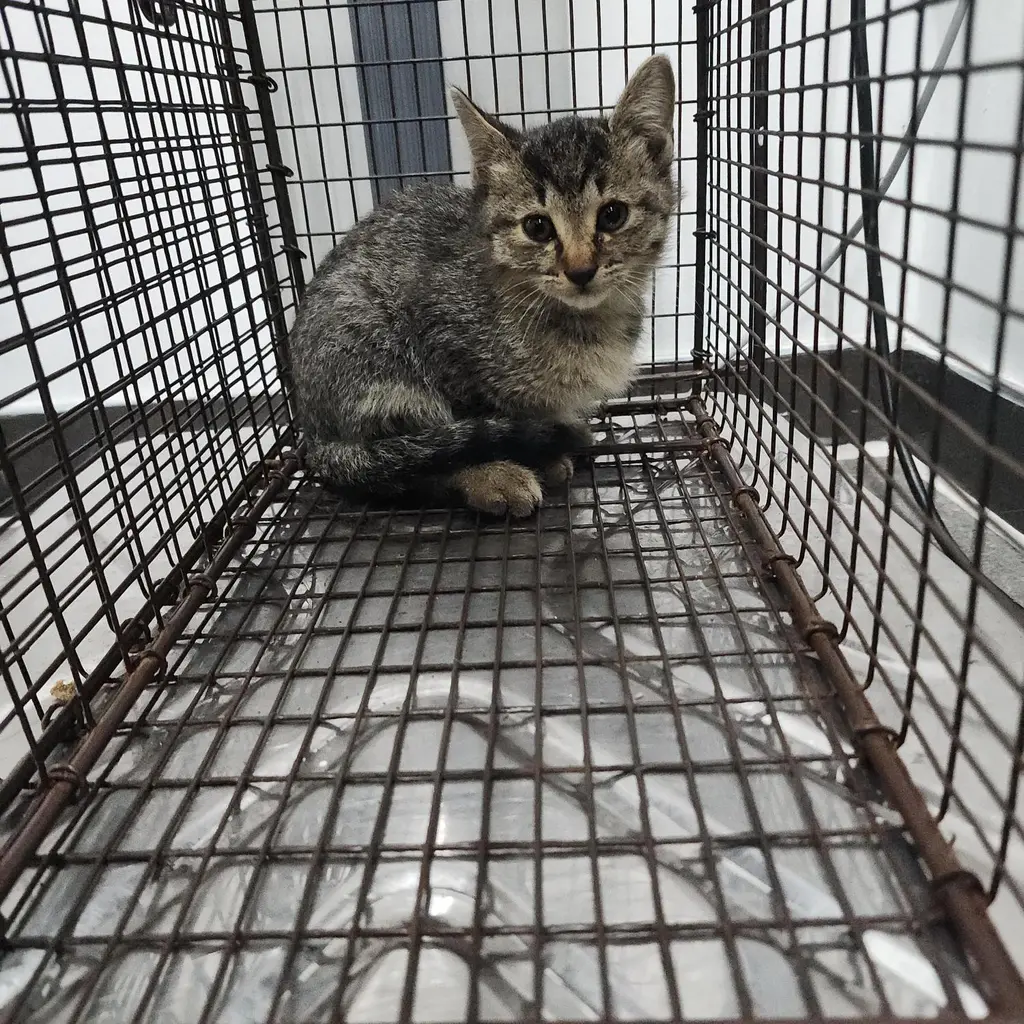 한국 고양이 보호중 사진