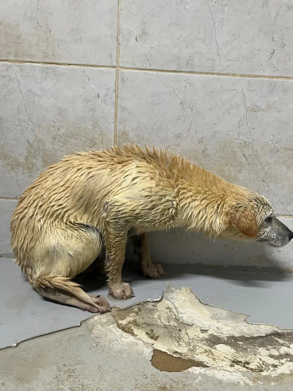 믹스견 보호중 사진