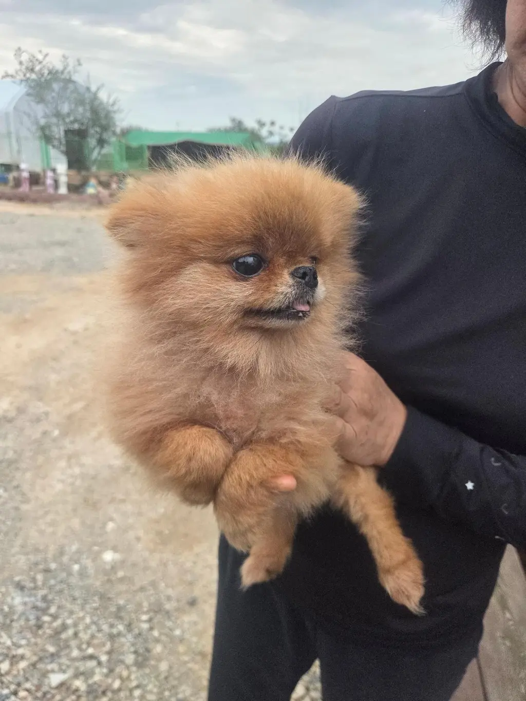 포메라니안 보호중 사진