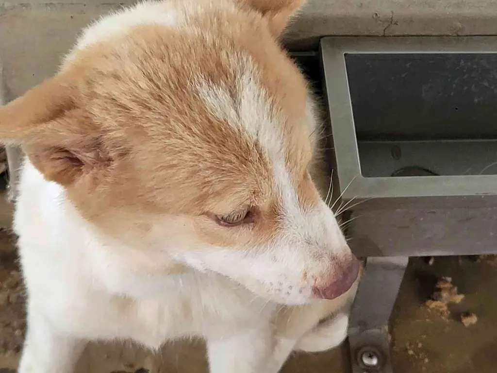 믹스견 보호중 사진