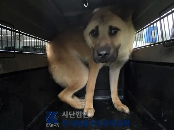 믹스견 보호중 사진