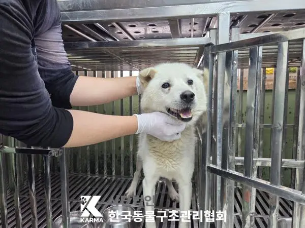 믹스견 보호중 사진